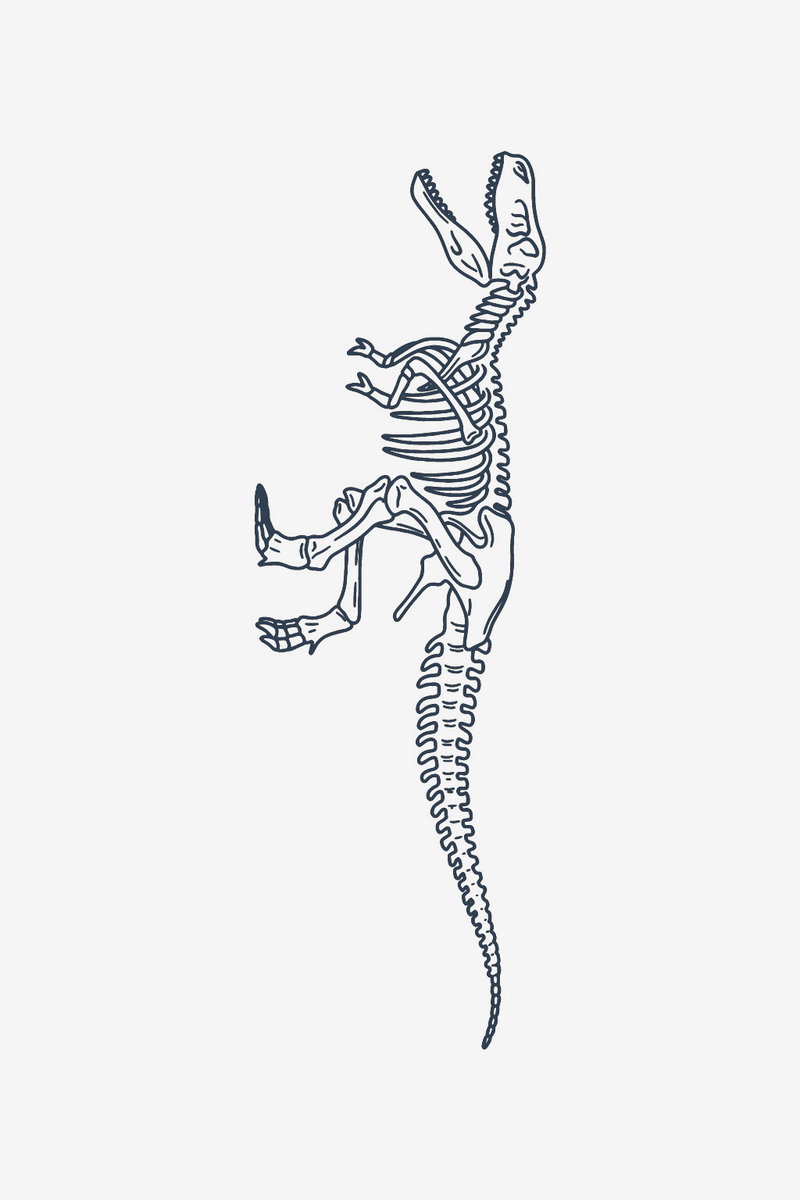 T-Rex skelet